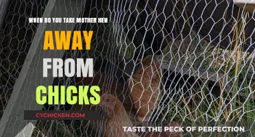 Separating Mother Hen and Chicks: The Right Time