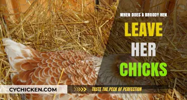 When Do Broody Hens Leave Their Chicks? A Guide