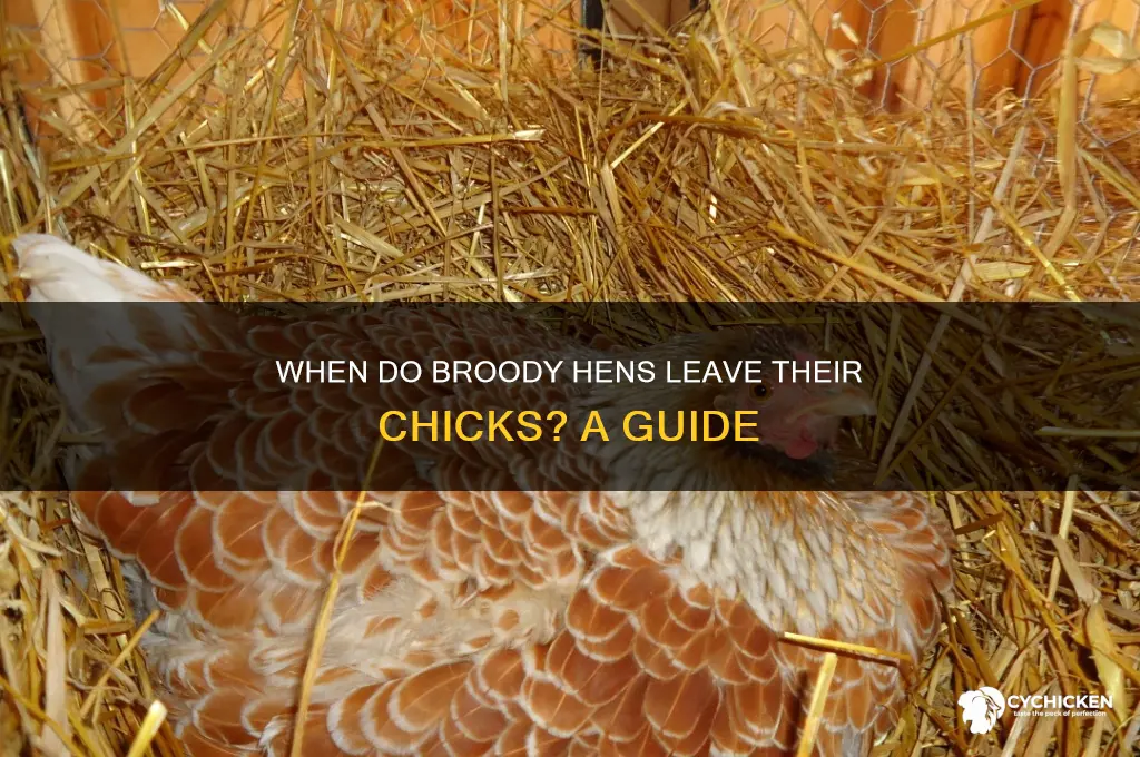 when does a broody hen leave her chicks