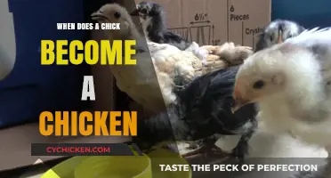From Chick to Chicken: Understanding the Transformation Timeline