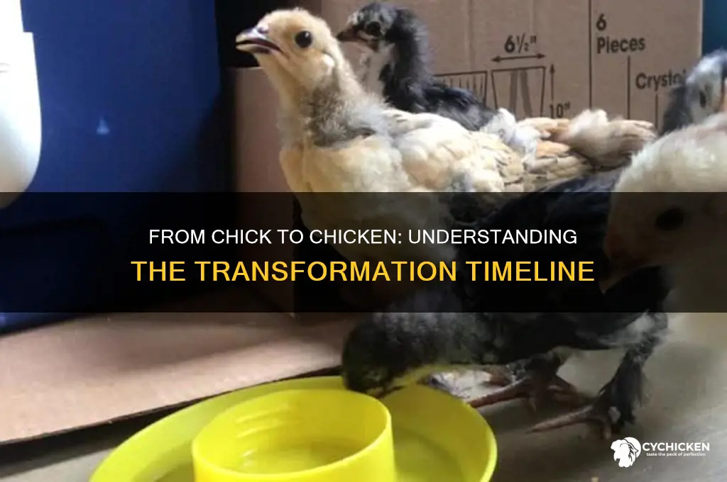 when does a chick become a chicken