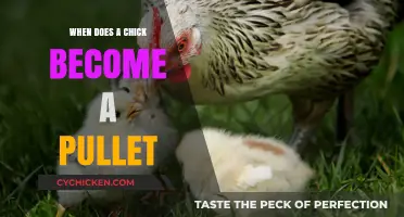 From Chick to Pullet: Understanding the Key Developmental Stages