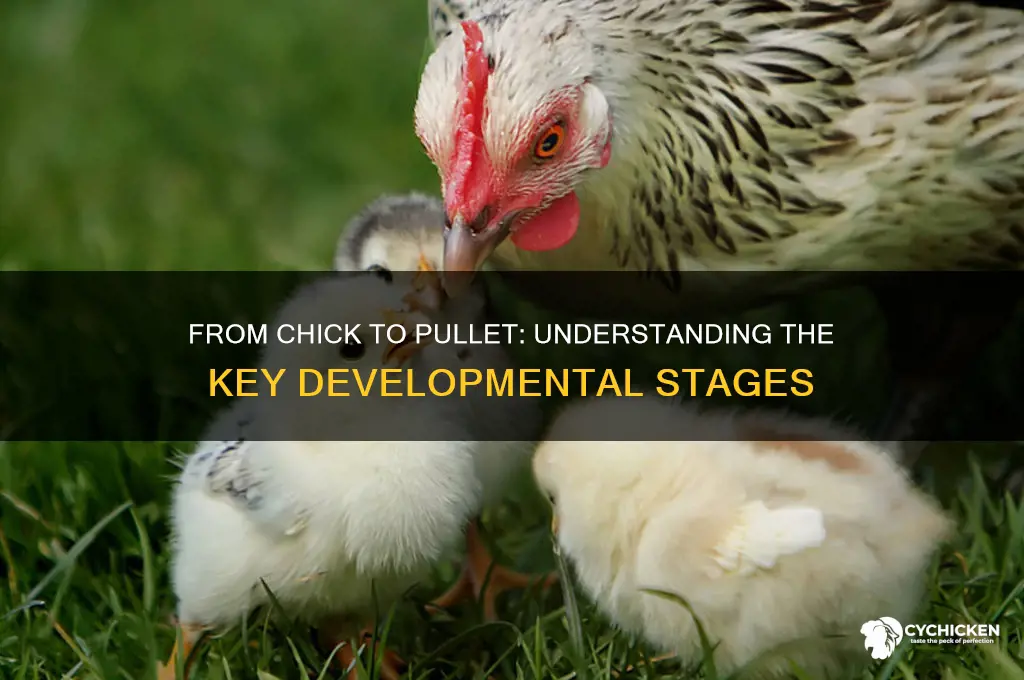when does a chick become a pullet