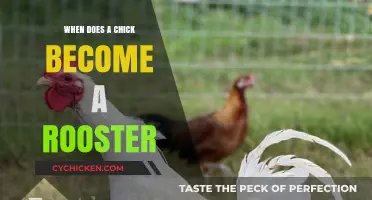 When Does a Chick Become a Rooster: Unraveling the Mystery