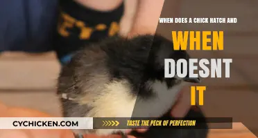 Understanding Chick Hatching: Factors and Timing