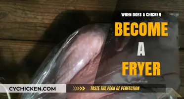 When Does a Chicken Become a Fryer: Age and Weight Explained