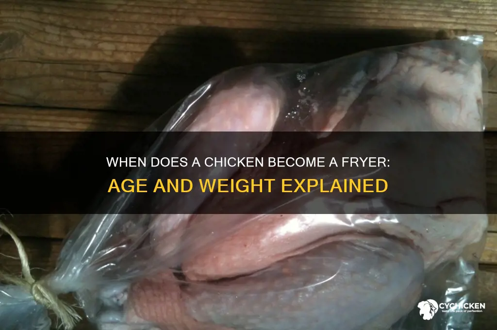 when does a chicken become a fryer