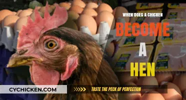 When Does a Chicken Become a Hen: Poultry Growth Explained