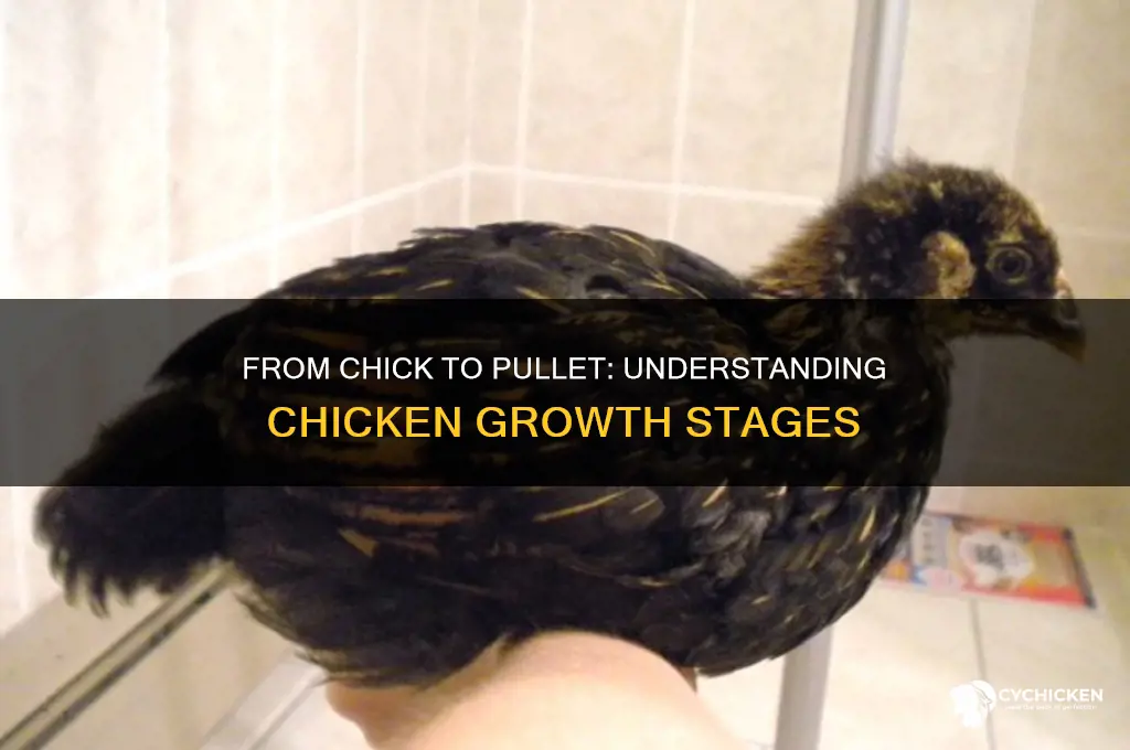 when does a chicken become a pullet