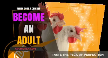 From Chick to Adult: Understanding Chicken Maturity Milestones