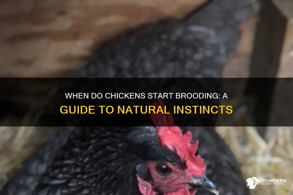 when does a chicken begin to brood