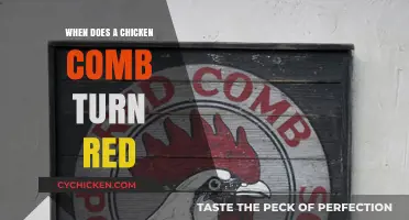 When Does a Chicken Comb Turn Red: A Guide