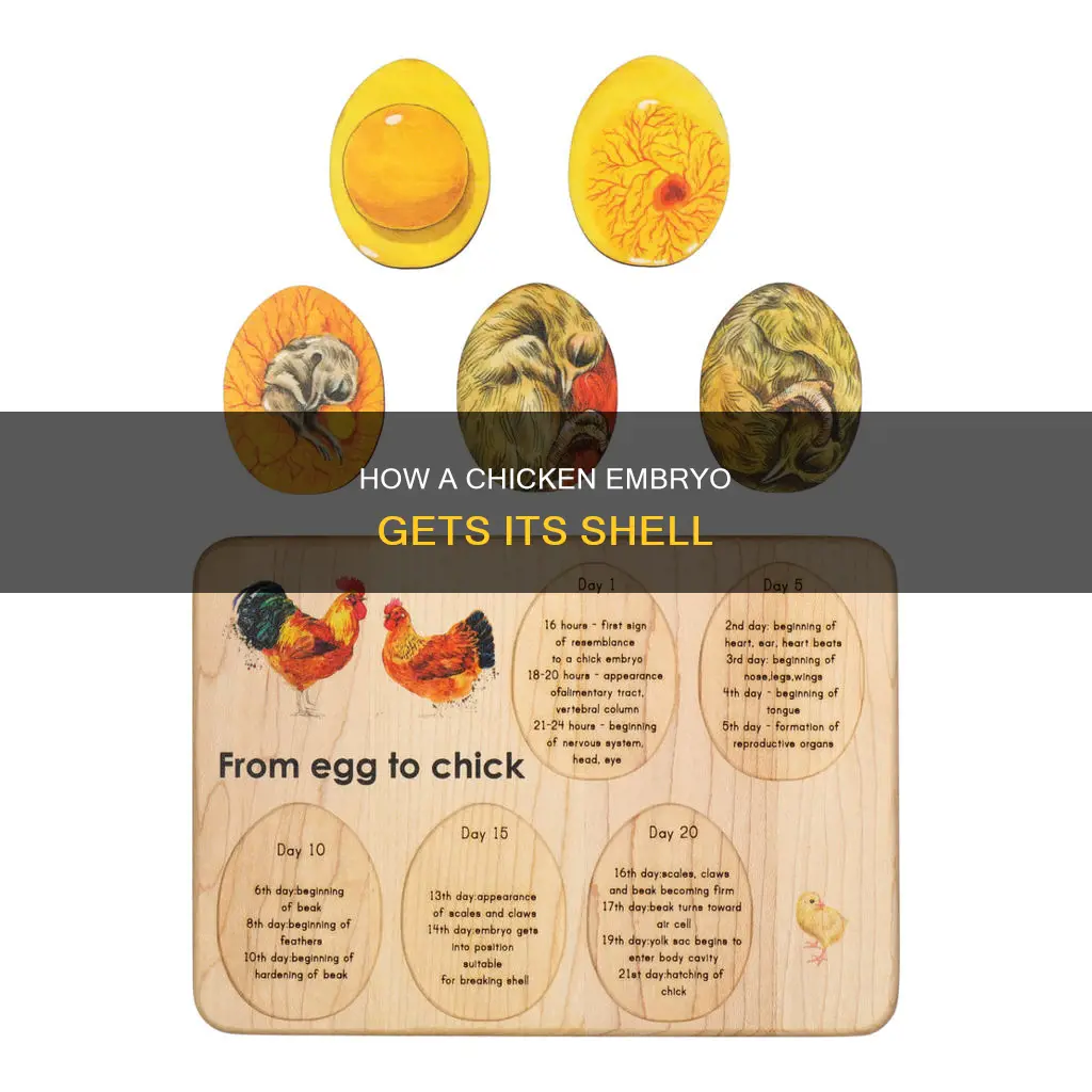 when does a chicken embryo develop an outer shell