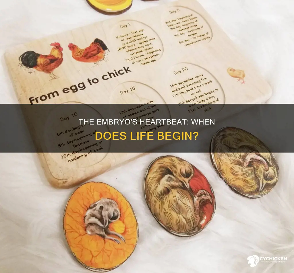 when does a chicken embryo