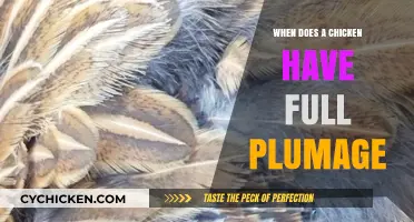 When Do Chickens Develop Full Plumage: A Growth Timeline