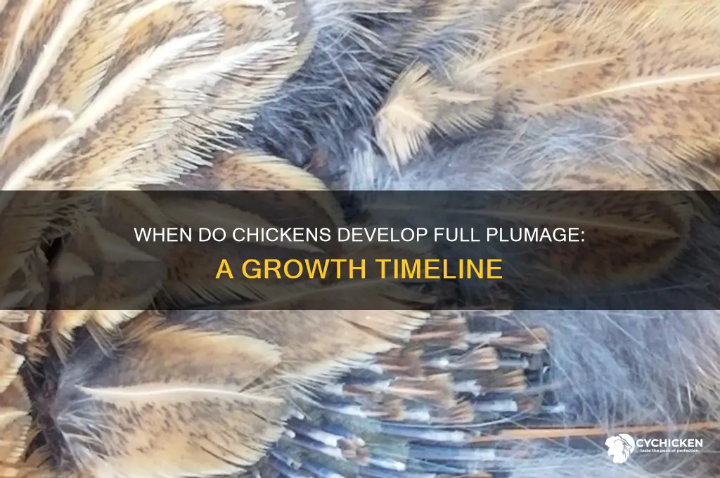 when does a chicken have full plumage