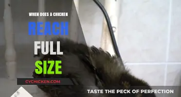 When Do Chickens Reach Full Size: A Growth Timeline Explained
