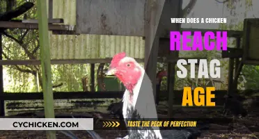 Understanding When Chickens Reach Stag Age: A Comprehensive Guide