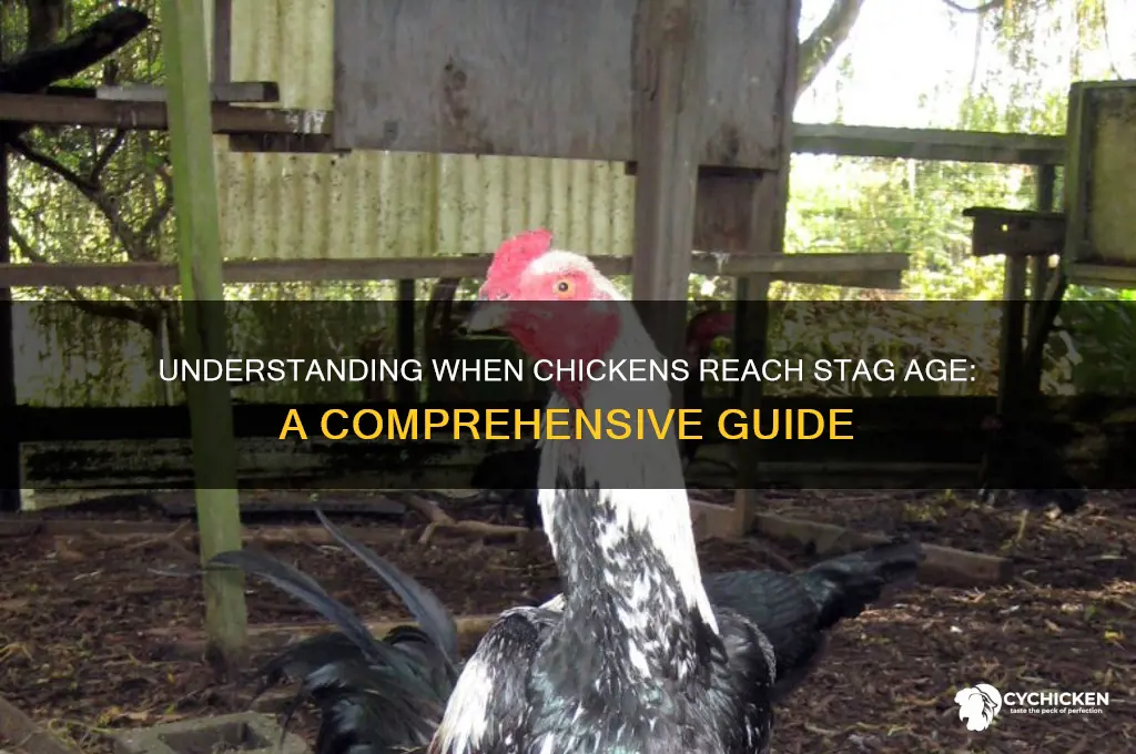 when does a chicken reach stag age