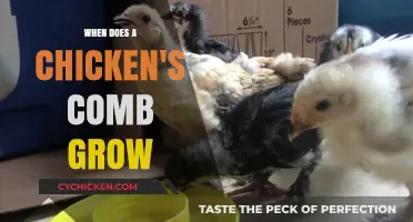 When Does a Chicken's Comb Grow: A Developmental Timeline