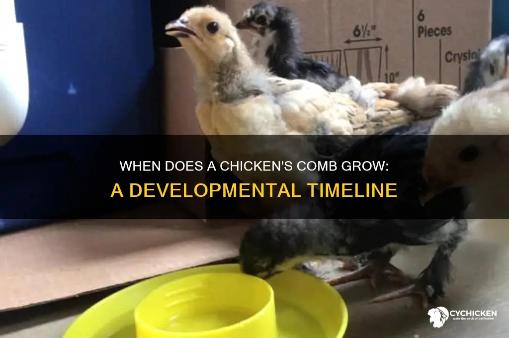 when does a chicken
