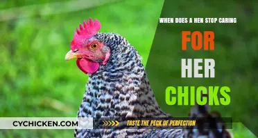 Mother Hen: When Does Maternal Instinct End?