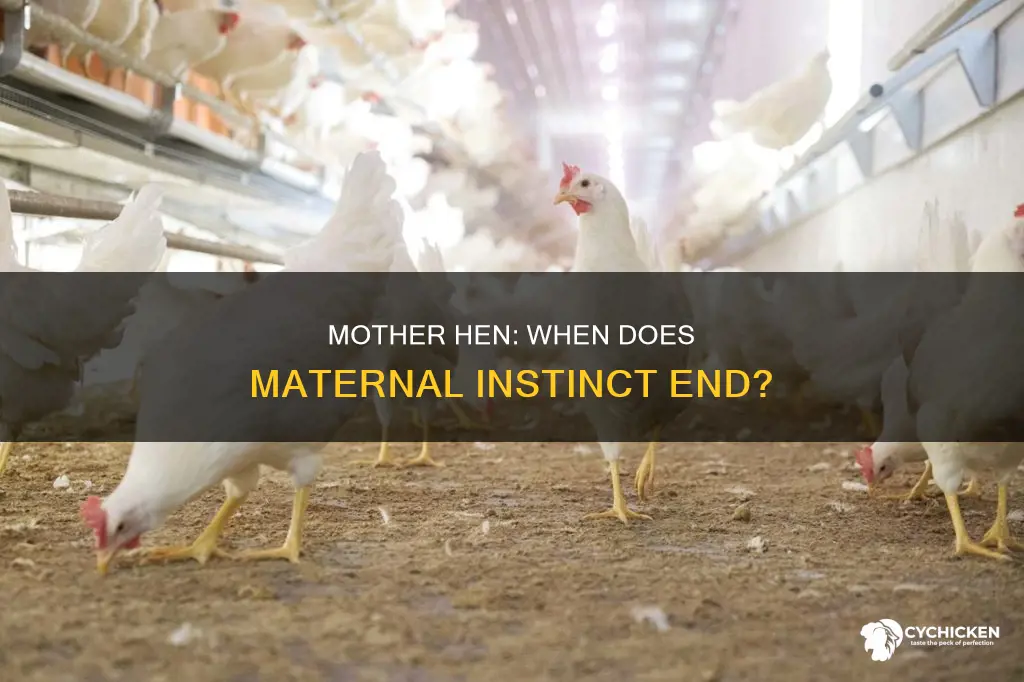 when does a hen stop caring for her chicks