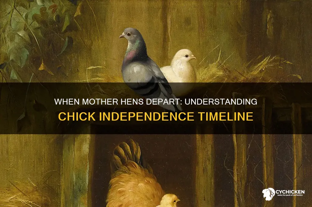 when does a mother hen leave her chicks