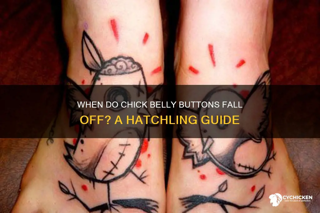 when does chick belly button fall off