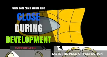 Chick Neural Tube Closure: Timing and Critical Developmental Stages Explained