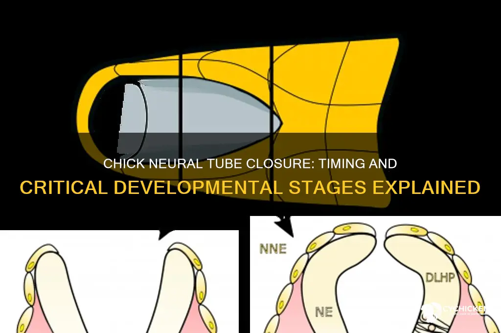 when does chick neural tube close during development