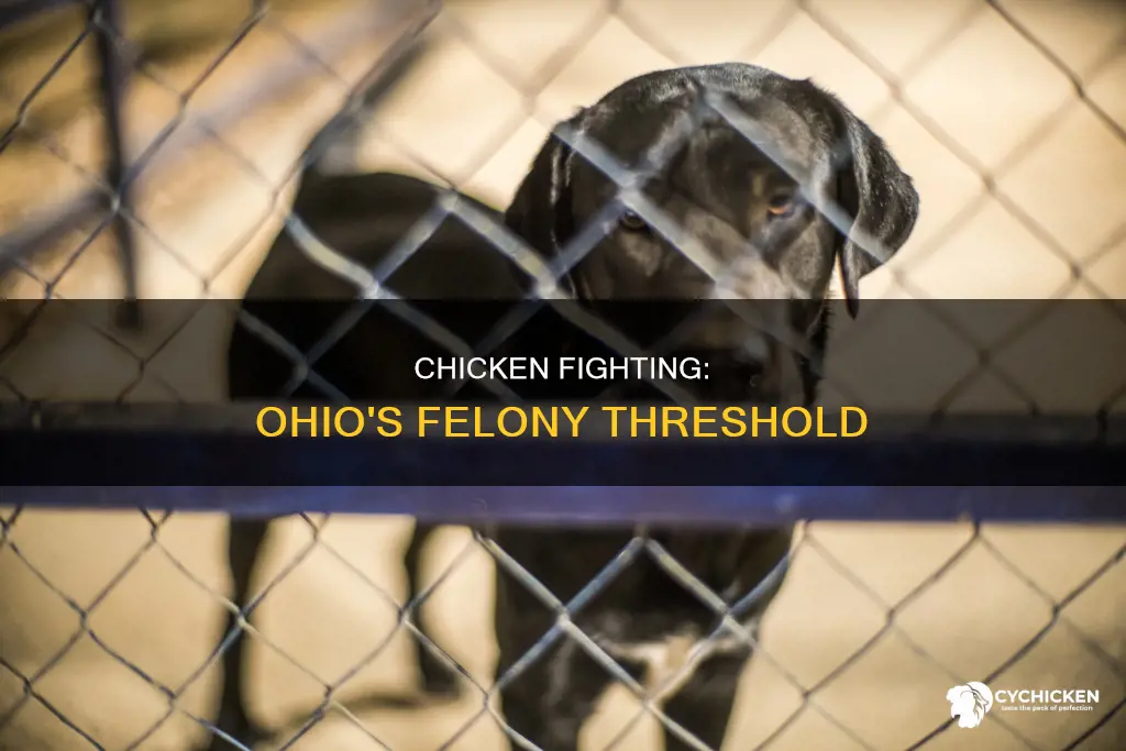 when does chicken fighting become a felony in ohio