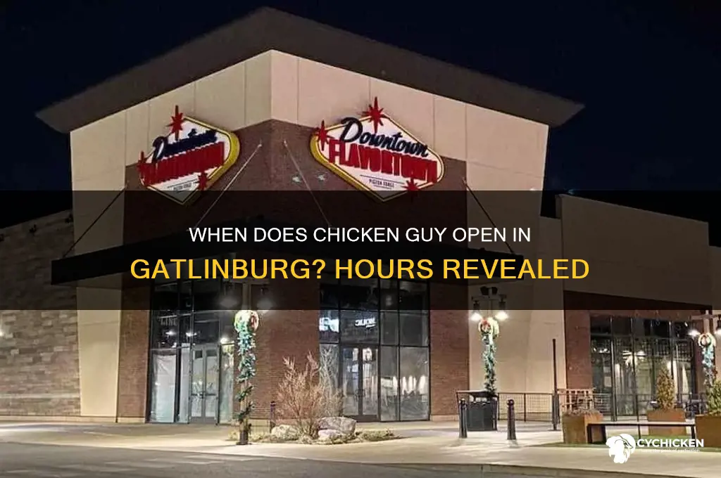 when does chicken guy open in gatlinburg