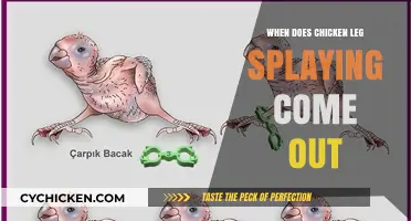 Understanding Chicken Leg Splaying: Causes, Prevention, and Treatment