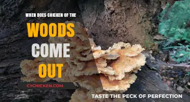 When Does Chicken of the Woods Appear: A Seasonal Guide
