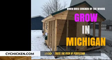 Chicken of the Woods: Michigan's Foraging Season Guide