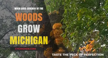 When and Where to Find Chicken of the Woods in Michigan