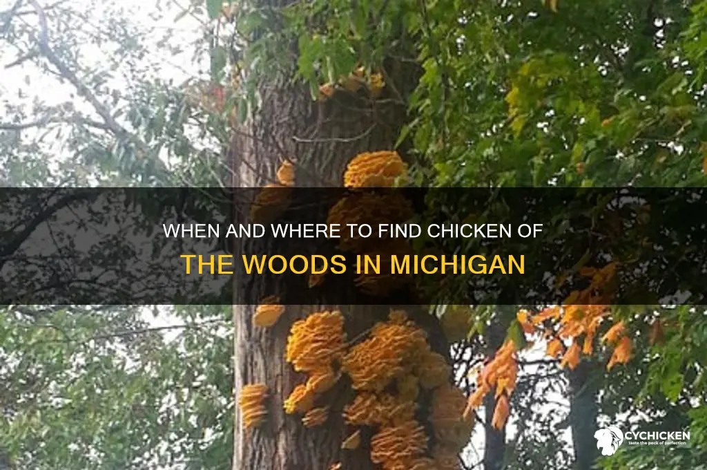 when does chicken of the woods grow michigan