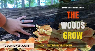 When and Where to Find Chicken of the Woods Mushrooms
