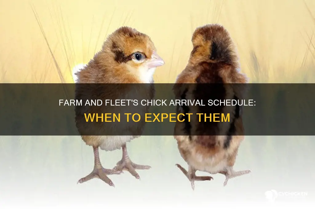 when does farm and fleet have chicks