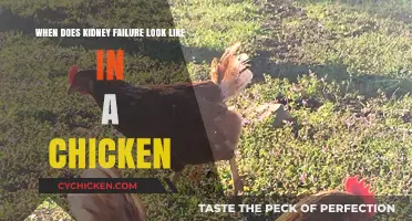 Recognizing Kidney Failure Symptoms in Chickens: A Comprehensive Guide