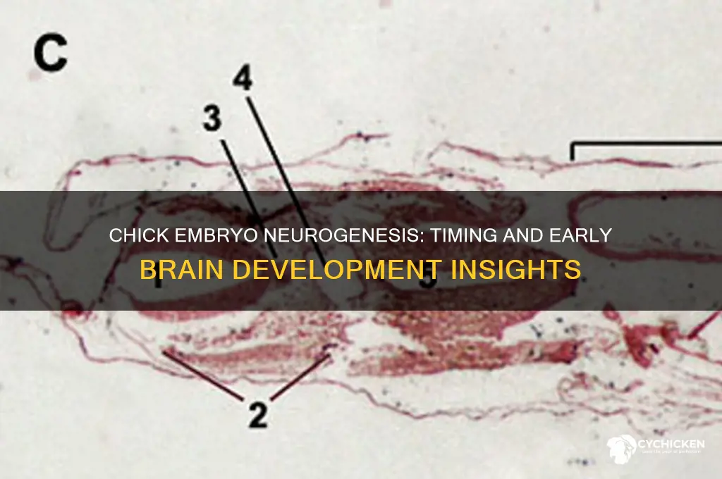 when does neurogenesis in chick embryos begin