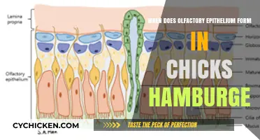 Olfactory Epithelium Development in Chicks: Timing and Hamburger Culture Insights