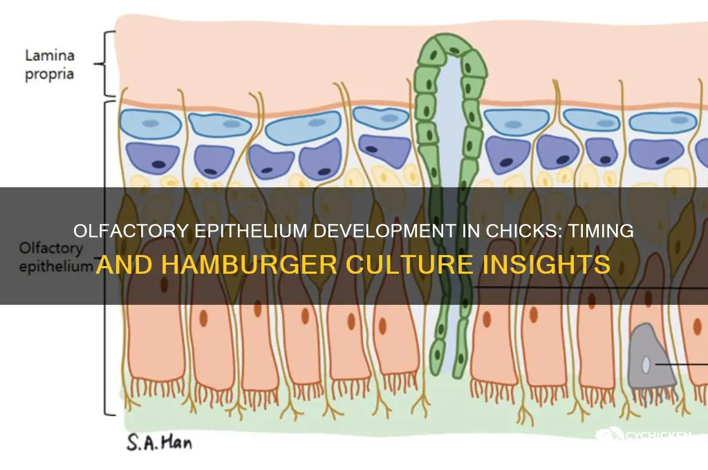 when does olfactory epithelium form in chicks hamburger