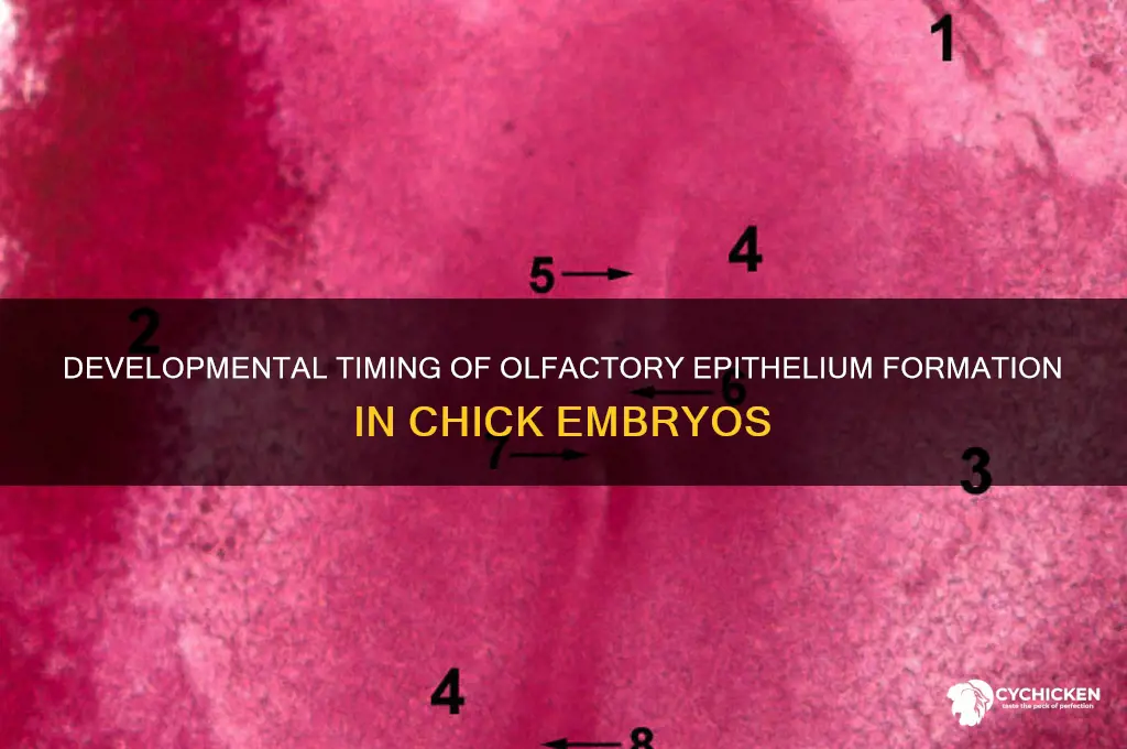 when does olfactory epithelium form in chicks