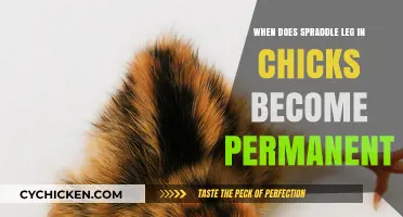 Understanding Spraddle Leg in Chicks: When Does It Become Permanent?