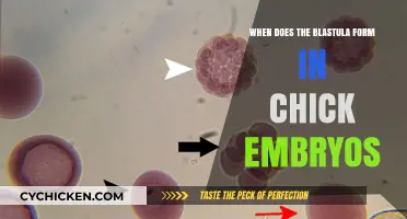 Chick Embryo Development: Timing of Blastula Formation Explained