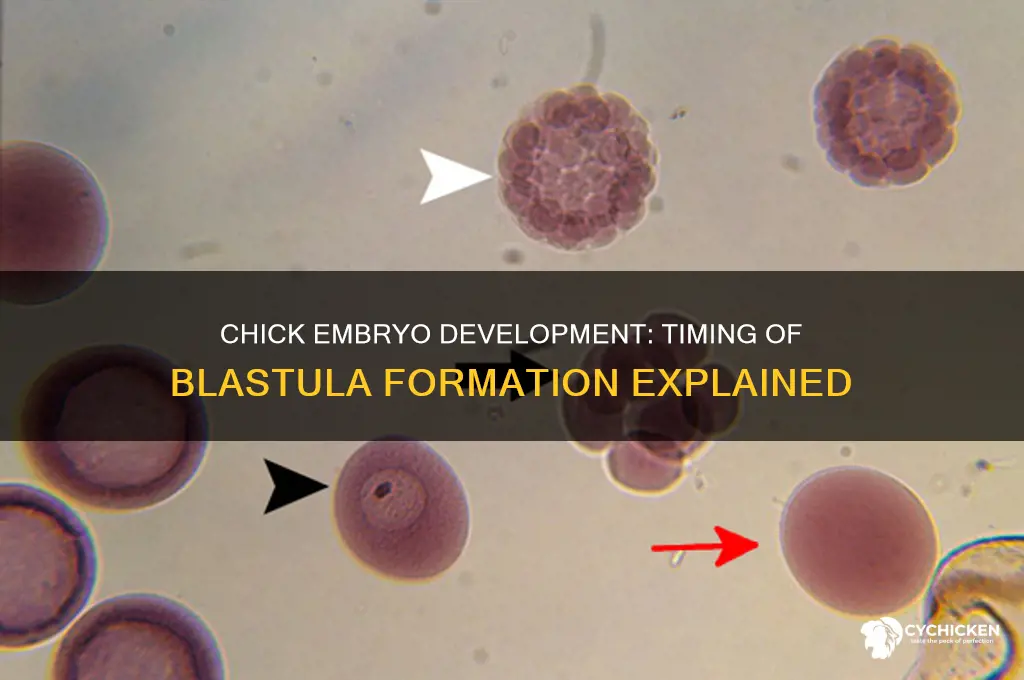 when does the blastula form in chick embryos