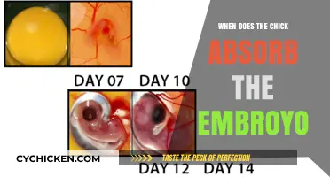 Chick Embryo Absorption: Understanding the Critical Developmental Timeline