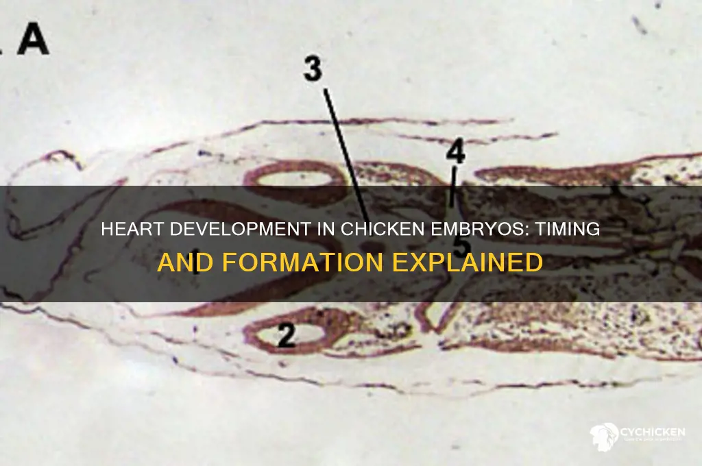 when does the heart form in chicken embryos